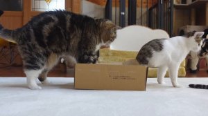 箱の上で寛ぎたかっただけのねこ。（たぶん） -Maru just wanted to relax on the box .(Maybe)-