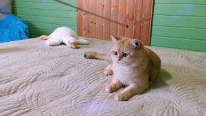 Only Russo Martin 🎄❤️🎄.mp4