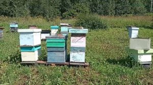 Мёд с дягиля и оброившеися семьи.