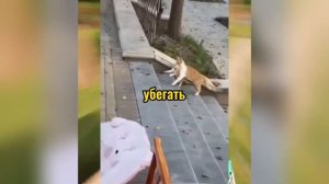 ВИРУСНЫЕ ВИДЕО / Подборка смешные моменты №4