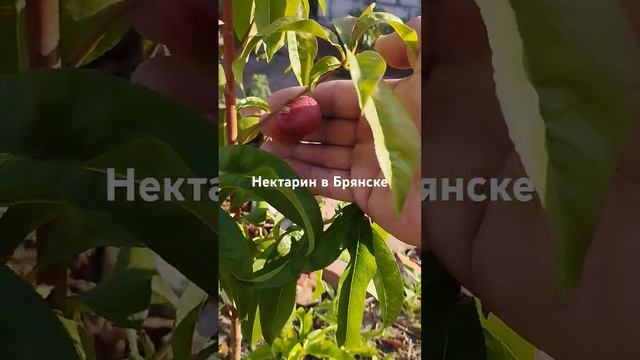 4 июля 2024 г.