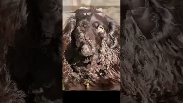 эдит русский спаниель