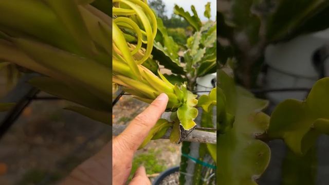 Pollenate your Dragons!  dragonfruit pitahaya dragonfruitflower pollen anther stigma