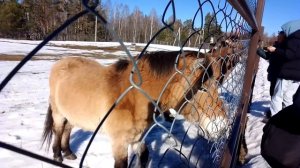 Кормление лошадей Пржевальского