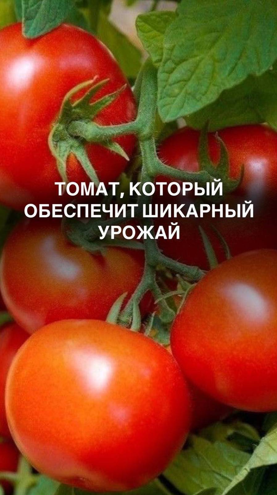 Томат, который обеспечит шикарный урожай #дача #дачастайл #дачадача #любимаядача #дача

 #любимыйсад