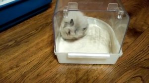 Купание хомяка в песке!🐹