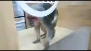 Достопримечательности Орла. Зоовыставка. Музыка автора.