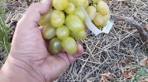 Виноград сенатор и синдикат .Виноград в Брянске .