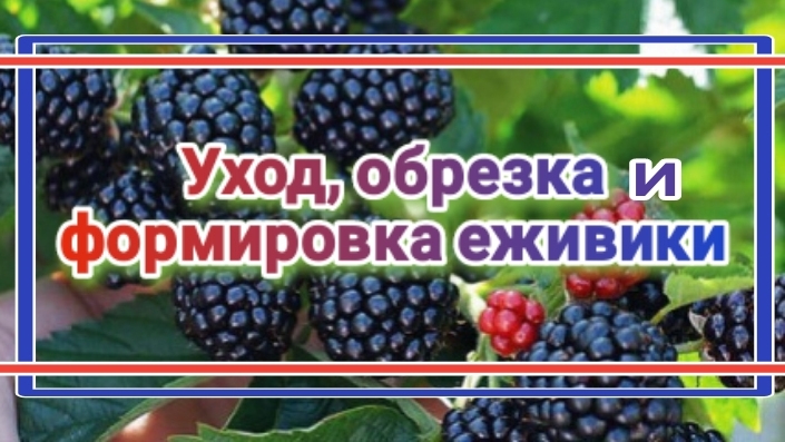 Ежевика, обрезка и формировка.