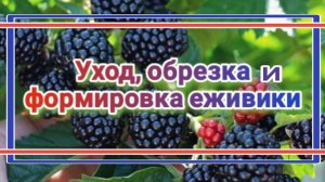 Ежевика, обрезка и формировка.