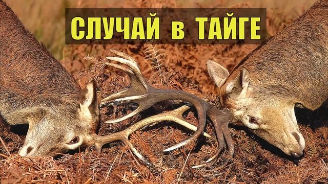 2 оленя намертво сцепились рогами ИСТОРИИ из ЖИЗНИ СЛУЧАЙ в ТАЙГЕ ЛЕСНИК СУДЬБА ЧЕЛОВЕКА ОТШЕЛЬНИК