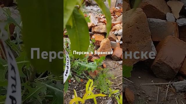 14 июня 2024 г.