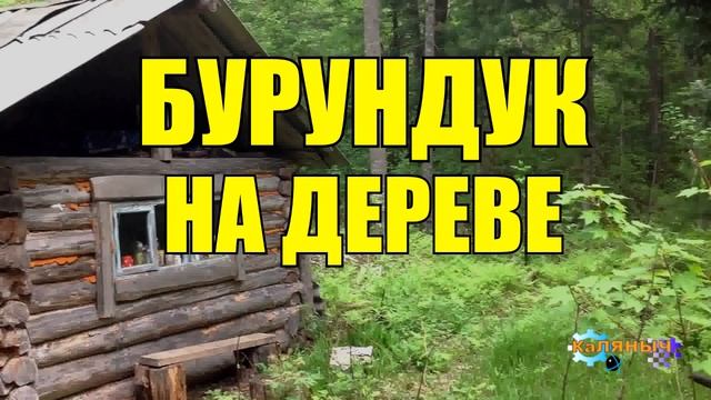 0925 - ДЕД _ БУРУНДУК НА ДЕРЕВЕ _ ЖИЗНЬ В ТАЙГЕ смотреть онлайн