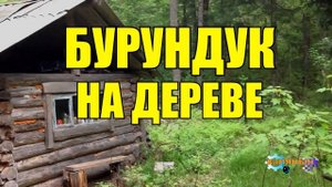 0925 - ДЕД _ БУРУНДУК НА ДЕРЕВЕ _ ЖИЗНЬ В ТАЙГЕ