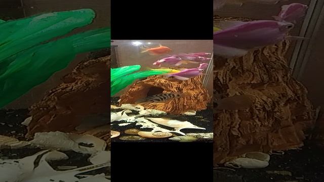 рыбки перед сном