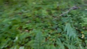 Идем из леса обратно на дорогу к машине