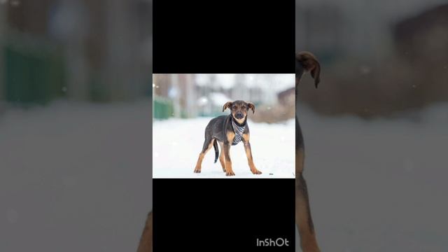 🎄 Очень подвижная, любознательная Мия в поисках дома! 🏡 🐕