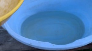 Обработка роз от тли