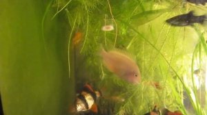 кормим аквариумных рыб опарышем