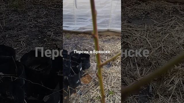 31 марта 2024 г.