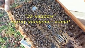 Пробуем применять изоляцию маток. Продолжение. Ч.2. (22.12.22)