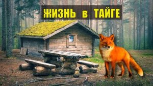 ЛИСИЦА ПРИЁМЫШ ИСТОРИЯ ЛИСА СЛУЧАЙ ДОМ в ЛЕСУ ТАЙГА ВЫЖИВАНИЕ СУДЬБА ИСТОРИИ из ЖИЗНИ ЛЕСНИКА
