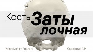 Затылочная кость
