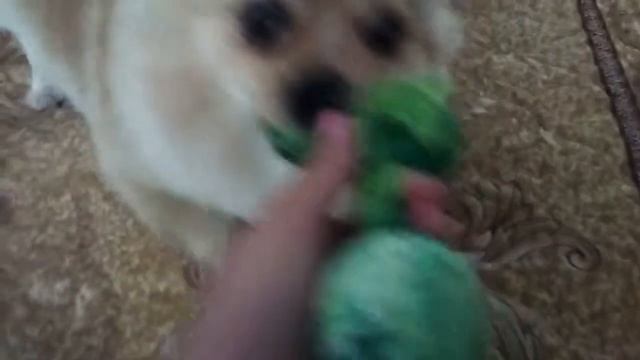 Бешенство у Снежки после стрижки😱🐾💜 смотреть онлайн