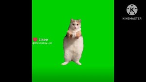 ахахах новый хит #кот#мем#котамем#хахахаха
