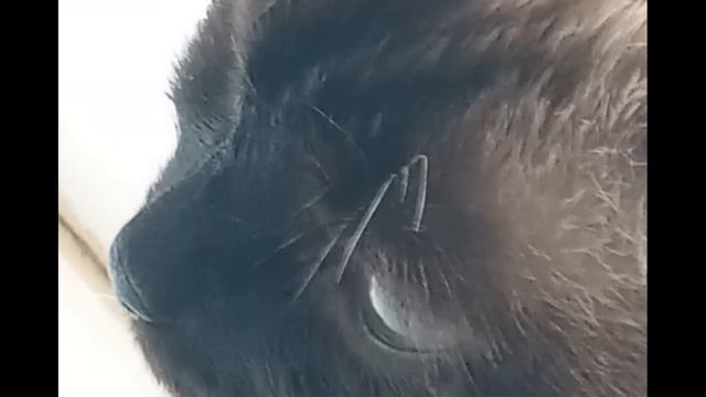 Всем! Доброго 🌞! С Вами ✍️ и 🦋 💖 приветствуем 🎶 в♾со🌎 Рictura-сериал ^Кошкин дом в Разцвете^131сери смотреть онлайн