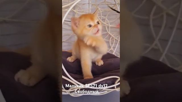 #ny12 #золотаяшиншилла #милыекотята #милыйкотенок #рекомендации #рек #шиншилла #шотландскийкот
