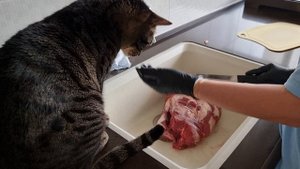 Мурзик и говядина