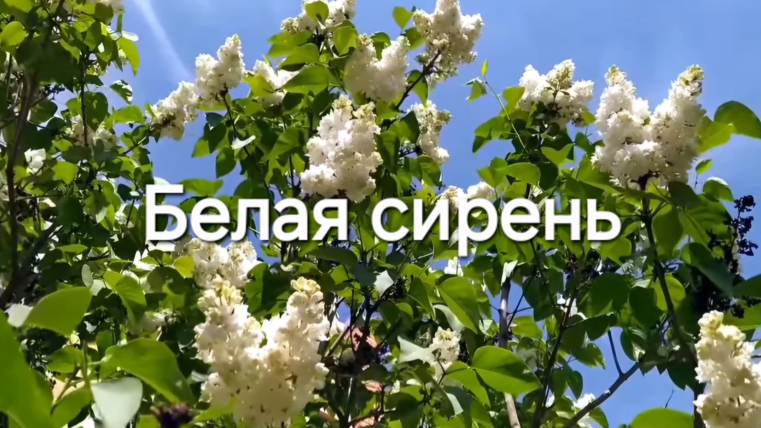Белая сирень