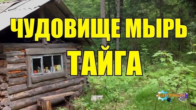 0998 - ЧУДОВИЩЕ В РЕКЕ _ МЫРЬ _ ЖИЗНЬ В ТАЙГЕ смотреть онлайн