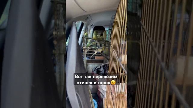 Перевозим попугаев в город😉