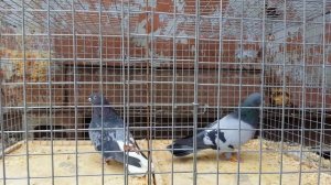 Ижевские голуби