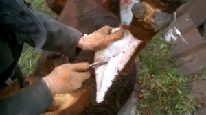 Spyderco Civilian разделка быка. 1 часть.