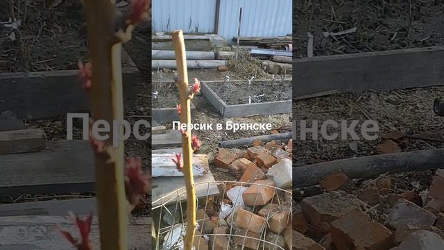 23 апреля 2024 г.НЕКТАПЛЮМ краснолистный гибрид нектарина и сливы .