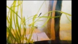 Аквариумные креветки голубая мечта