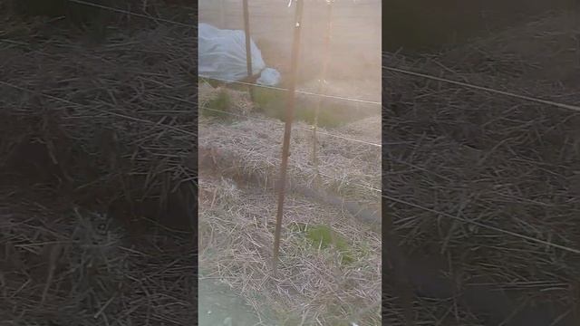 К возвратным заморозкам готов .