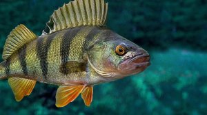 Реальная рыбалка 2. Окунь