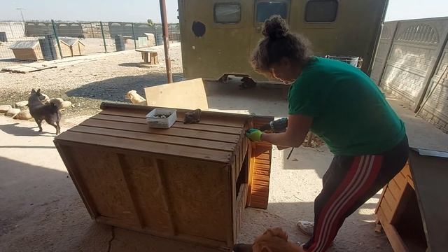 в приюте для бездомных собак, сегодня, ремонт будок #animalshelter  #приютдлясобак