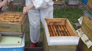 Проверяем приём маток