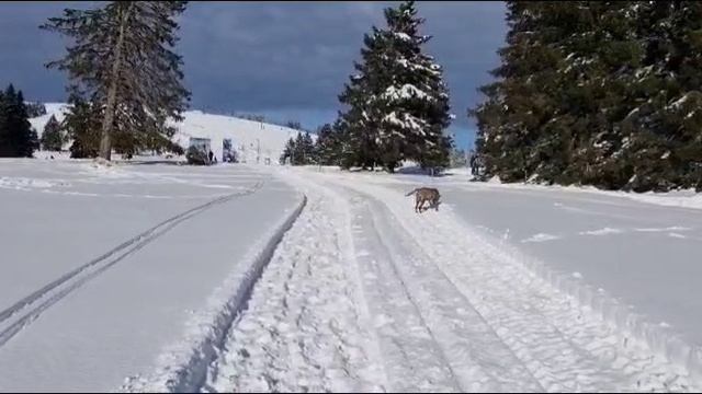 rutube.ru