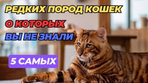 Топ 5 самых редких пород кошек уникальные создания, которых вы не знали