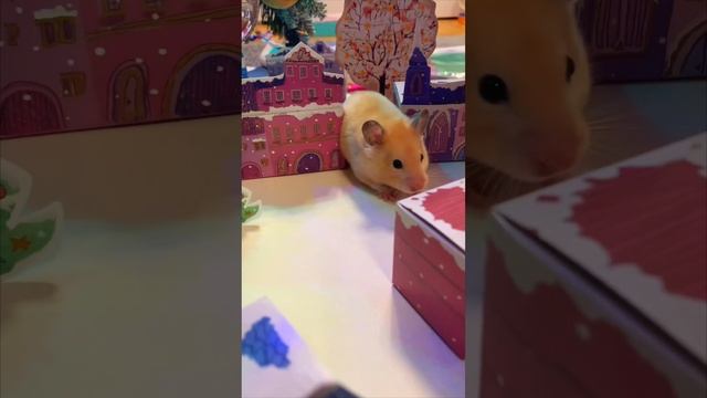 Новый год  🐹 #shorts