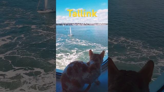 Port of Helsinki, sailing to Tallinn, the cat is interested in birds