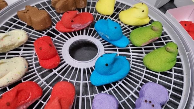 HOW TO DEHYDRATE PEEPS - Dehydrating Marshmallow Peeps for Easter - Great Kid's Spring Activity!