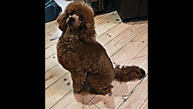 У них есть собаки #фигурноекатание #камилавалиева #сашатрусова #алиназагитова #собаки смотреть онлайн