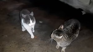Коты ругаются